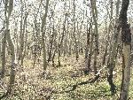 Aspen Grove