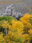 Aspens