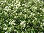 Snowbush Ceanothus