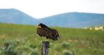 Turkey Vulture