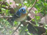 Lazuli Bunting
