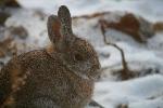 Mountain Cottontail- L Hansen