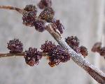 Siberian Elm