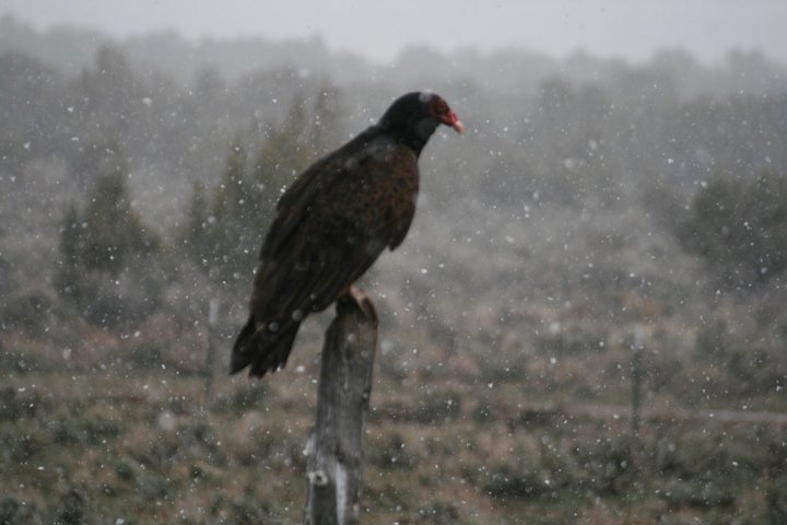 Turkey Vulture