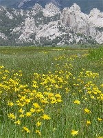 View of wildflowers and Castle Rocks View of wildflowers and Castle Rocks