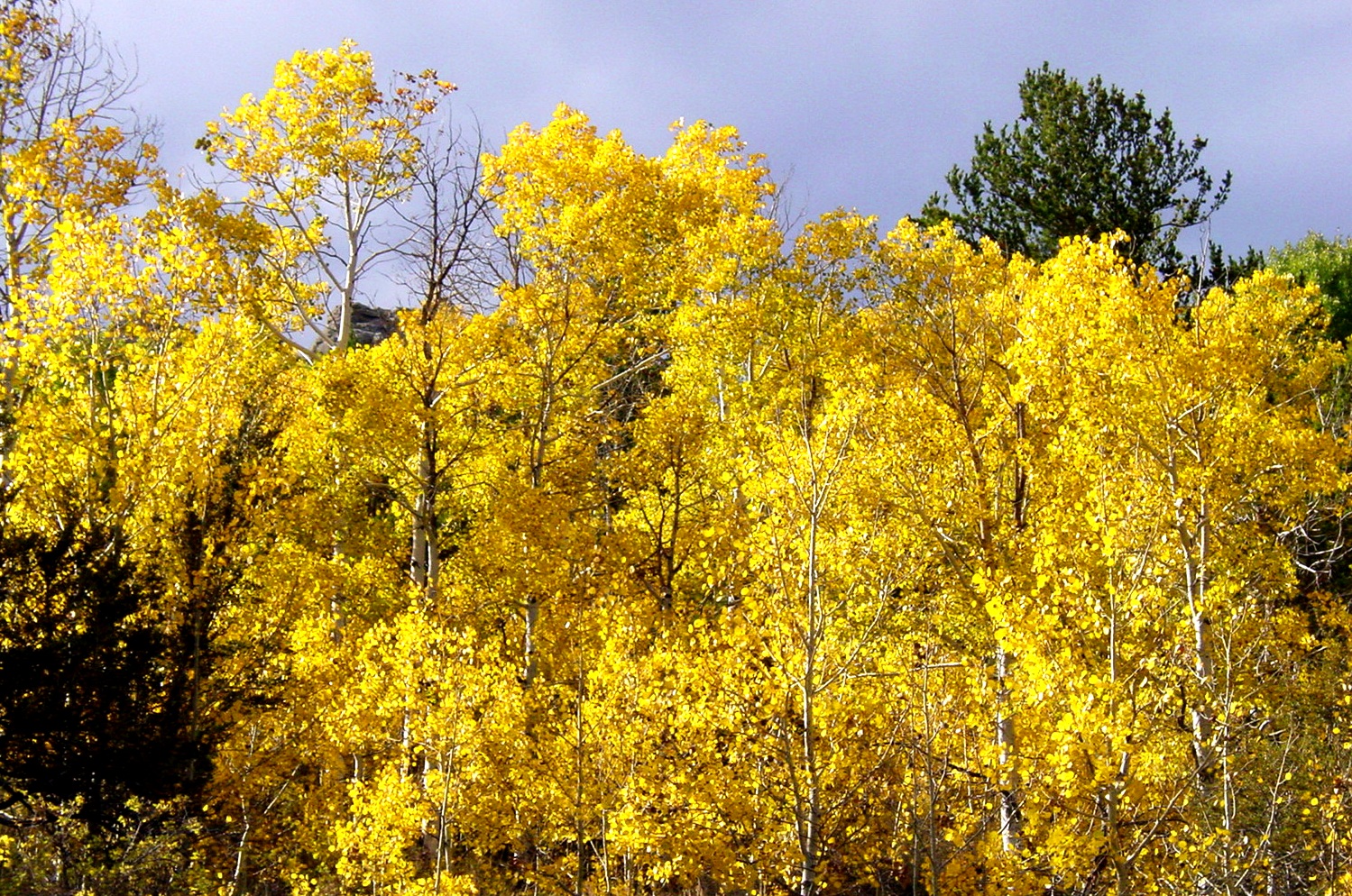 aspen grove