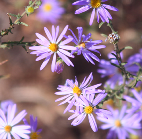 hoary aster