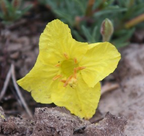 evening primrose