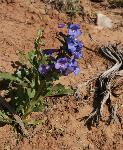 Penstemon