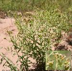 Bastard toadflax