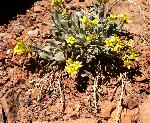 Bladderpod, double
