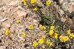 Bladderwort, silver