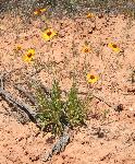 Blanketflower, Hopi