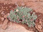 Buckwheat, cushion