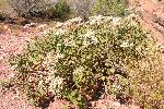 Buckwheat, slender
