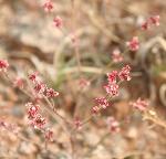 Buckwheat, westwater