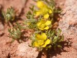 Buttercup, burr