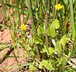 Buttercup, marsh