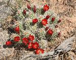 Cactus, claretcup