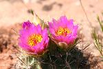 Cactus, fishhook