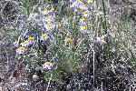 Daisy, Vernal