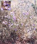 Aster, hoary
