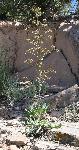 Buckwheat, winged