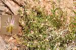 Columbine, alcove