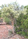 Cliffrose