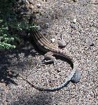 Plateau striped whiptail