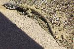 Western whiptail