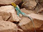 Collared lizard