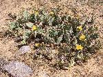 Cactus, purple fruited prickly pear