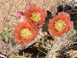 Cactus, purple fruited prickly pear