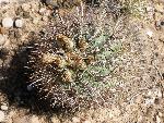 Cactus, fishook