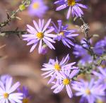 Aster, hoary