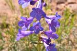 Penstemon, bluestem