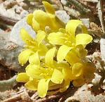 Bladderpod, double