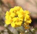 Bladderpod, silver