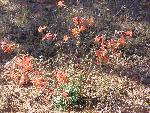 Gilia, scarlet
