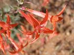 Gilia, scarlet