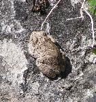 Red-spotted toad