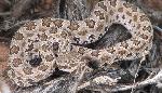 Midget-faded rattlesnake