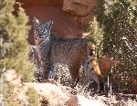 Bobcat