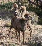 Bighorn Duo