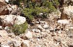 Bighorn ewes and lambs