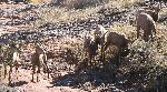 Bighorn sheep