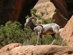 Male bighorn sheep