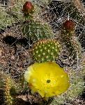 Cactus, hair-spined