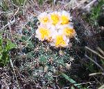 Cactus, Missouri pincushion